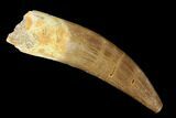 Fossil Plesiosaur (Zarafasaura) Tooth - Morocco #160580-1